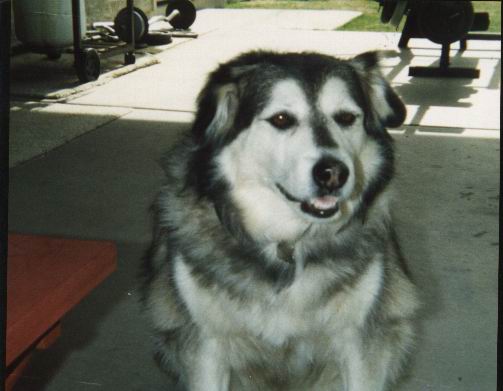 Holly