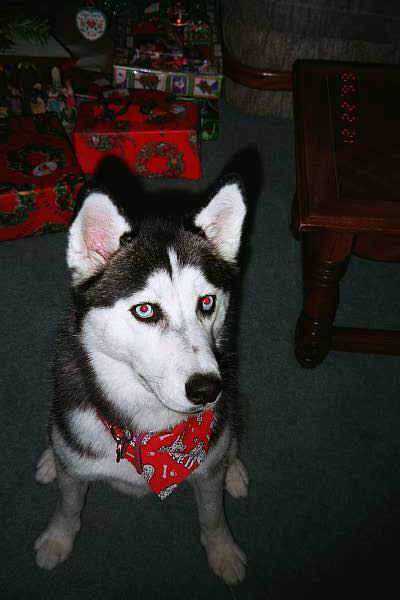 Shiloh